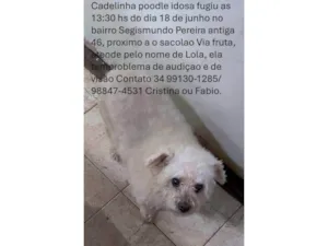 Cachorro raça Poodle idade 6 ou mais anos nome Lola
