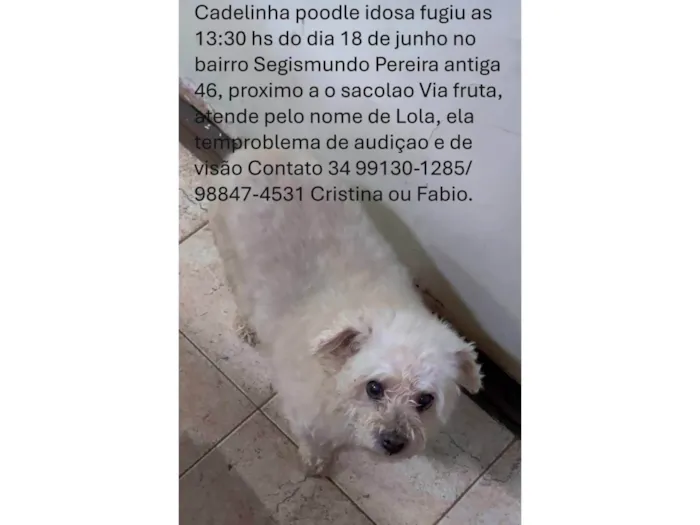 Cachorro ra a Poodle idade 6 ou mais anos nome Lola