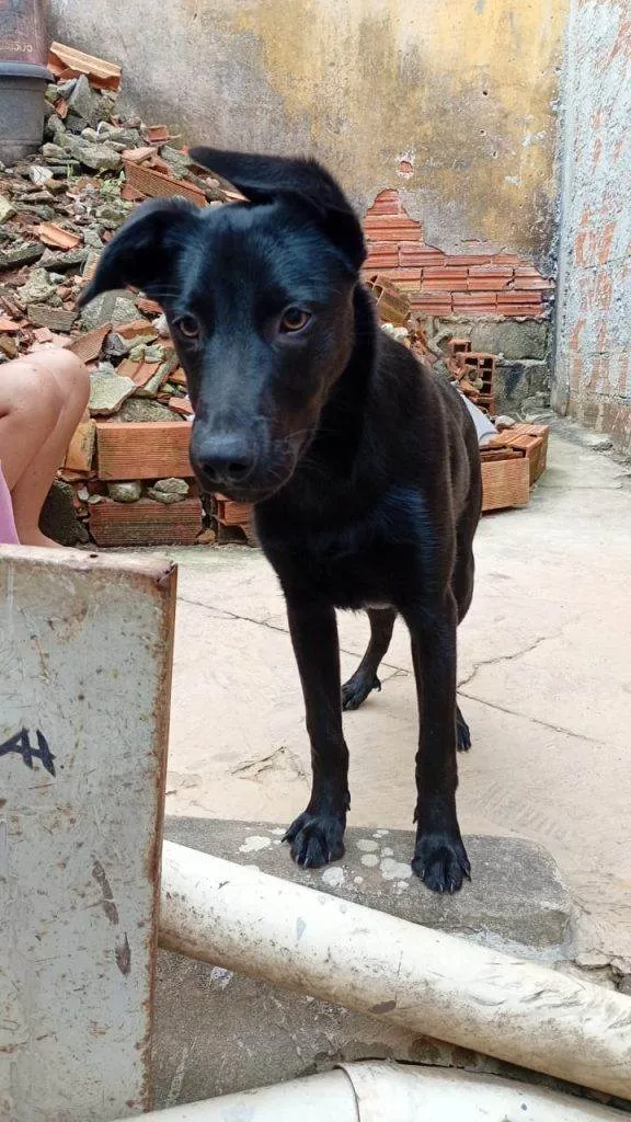 Cachorro ra a SRD-ViraLata idade 2 a 6 meses nome  Falar com Mariana - Whats 11 94836-7297
