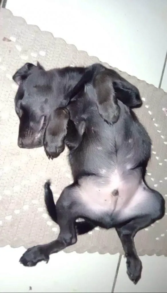 Cachorro ra a SRD-ViraLata idade 2 a 6 meses nome  Falar com Mariana - Whats 11 94836-7297