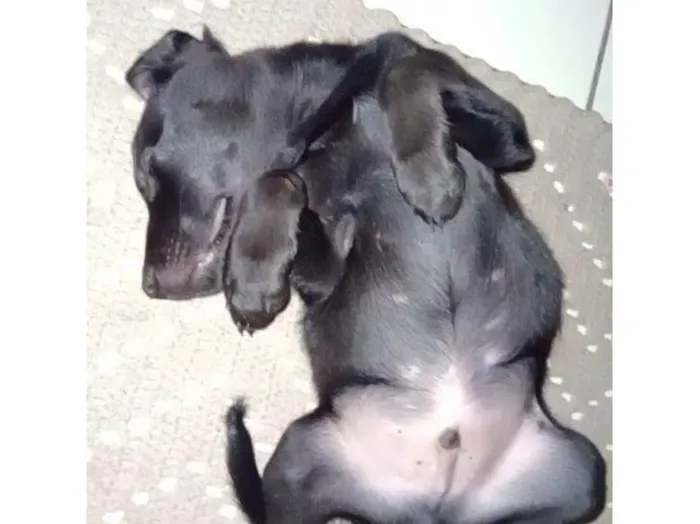 Cachorro ra a SRD-ViraLata idade 2 a 6 meses nome  Falar com Mariana - Whats 11 94836-7297