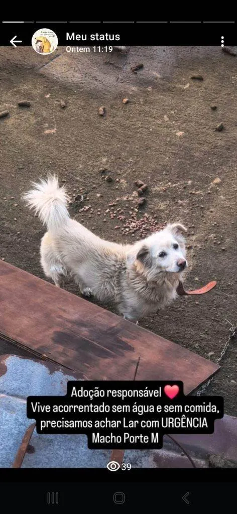 Cachorro ra a SRD-ViraLata idade 7 a 11 meses nome Falar com Daniela - Whats 11 99736-7692