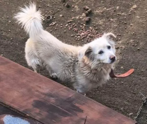 Cachorro ra a SRD-ViraLata idade 7 a 11 meses nome Falar com Daniela - Whats 11 99736-7692