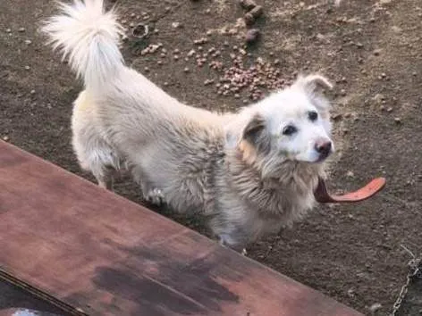 Cachorro ra a SRD-ViraLata idade 7 a 11 meses nome Falar com Daniela - Whats 11 99736-7692
