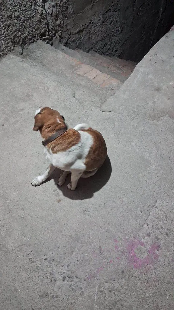 Cachorro ra a SRD-ViraLata idade 2 a 6 meses nome  Falar com Maria - Whats 11 91745-6564
