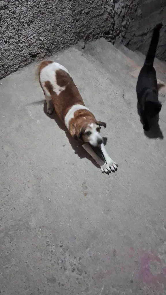Cachorro ra a SRD-ViraLata idade 2 a 6 meses nome  Falar com Maria - Whats 11 91745-6564