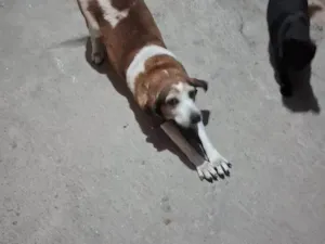 Cachorro raça SRD-ViraLata idade 2 a 6 meses nome  Falar com Maria - Whats 11 91745-6564
