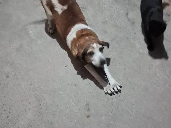 Cachorro ra a SRD-ViraLata idade 2 a 6 meses nome  Falar com Maria - Whats 11 91745-6564