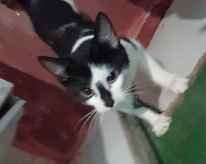 Gato ra a SRD-ViraLata idade 2 a 6 meses nome  Falar com Jonã - Whats 11 96058-3596