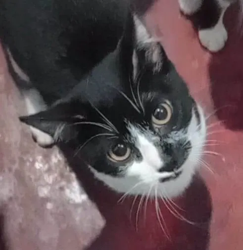 Gato ra a SRD-ViraLata idade 2 a 6 meses nome  Falar com Jonã - Whats 11 96058-3596