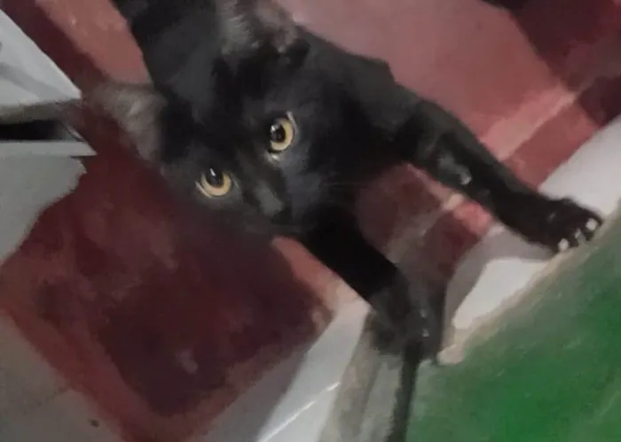Gato ra a SRD-ViraLata idade 2 a 6 meses nome  Falar com Jonã - Whats 11 96058-3596