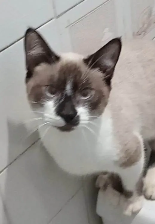 Gato ra a SRD-ViraLata idade 2 a 6 meses nome  Falar com Jonã - Whats 11 96058-3596