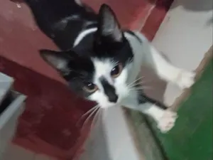 Gato raça SRD-ViraLata idade 2 a 6 meses nome  Falar com Jonã - Whats 11 96058-3596