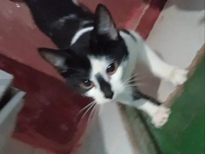Gato ra a SRD-ViraLata idade 2 a 6 meses nome  Falar com Jonã - Whats 11 96058-3596