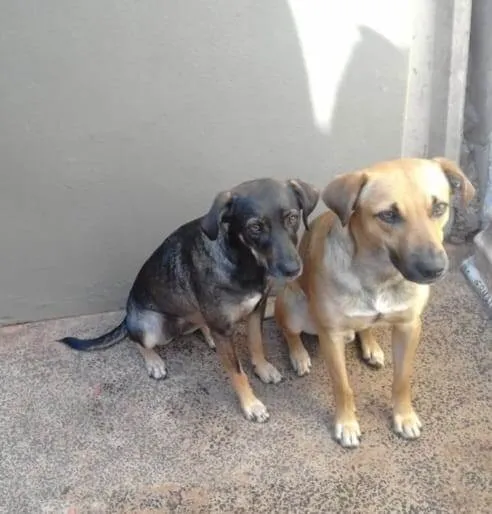 Cachorro ra a SRD-ViraLata idade 2 a 6 meses nome  Falar com Edilaine - Whats 19 99700-1462