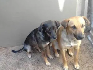 Cachorro raça SRD-ViraLata idade 2 a 6 meses nome  Falar com Edilaine - Whats 19 99700-1462