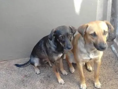 Cachorro raça SRD-ViraLata idade 2 a 6 meses nome  Falar com Edilaine - Whats 19 99700-1462