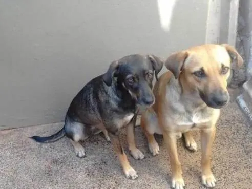 Cachorro ra a SRD-ViraLata idade 2 a 6 meses nome  Falar com Edilaine - Whats 19 99700-1462