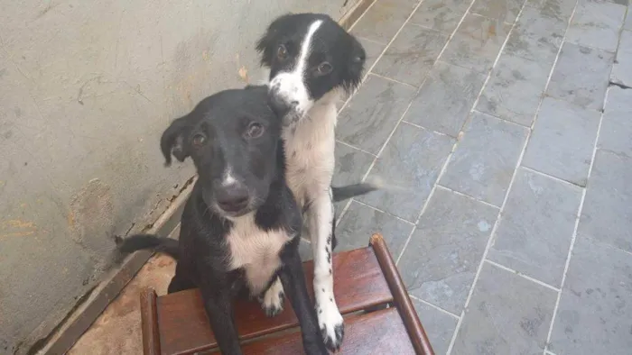Cachorro ra a SRD-ViraLata idade 2 a 6 meses nome Falar com Wallace - Whats 11 97850-2061