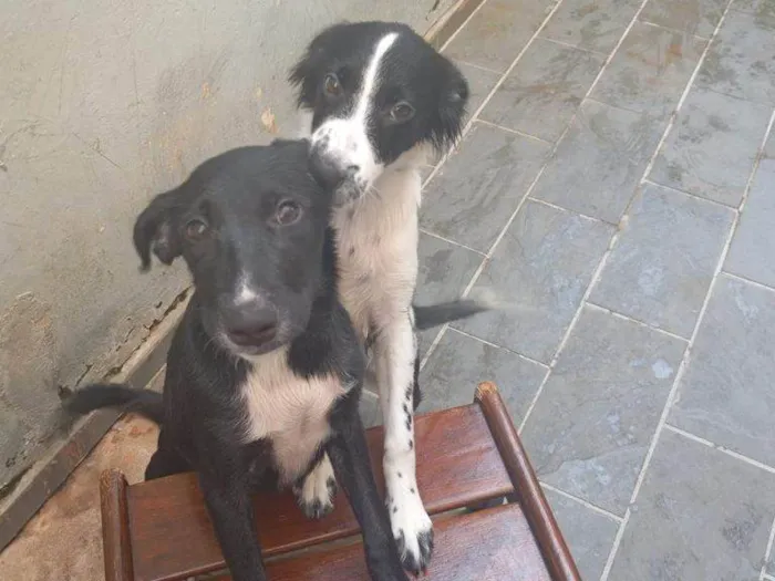 Cachorro ra a SRD-ViraLata idade 2 a 6 meses nome Falar com Wallace - Whats 11 97850-2061