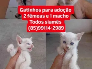 Gato raça Siamês idade Abaixo de 2 meses nome Sem Nome