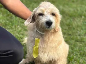 Cachorro raça SRD-ViraLata idade 4 anos nome Guri
