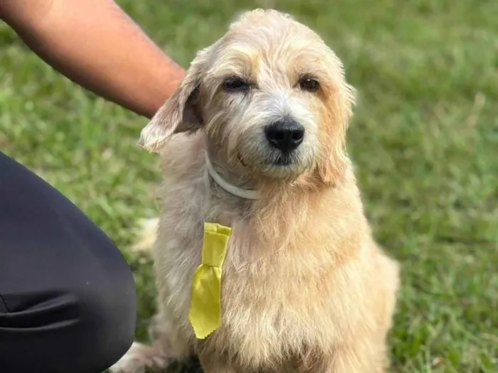 Cachorro ra a SRD-ViraLata idade 4 anos nome Guri