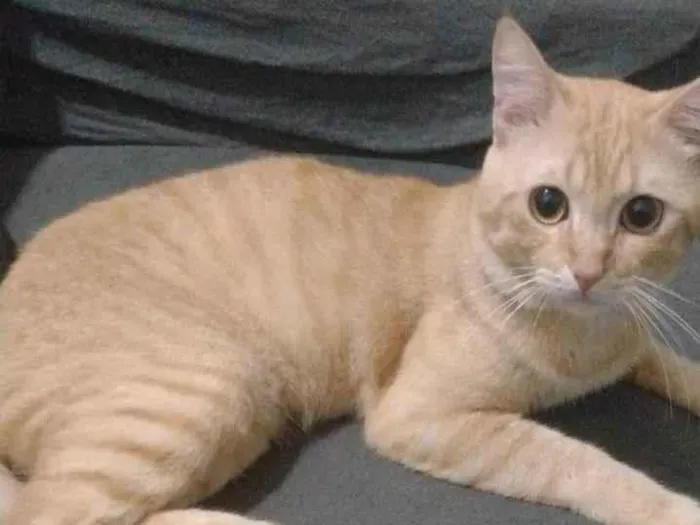 Gato ra a SRD-ViraLata idade 2 anos nome Valente
