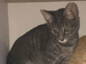 Gato raça SRD-ViraLata idade 2 a 6 meses nome Dennys