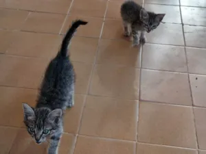 Gato raça SRD-ViraLata idade 2 a 6 meses nome Sem nome