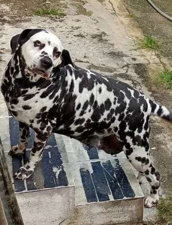Cachorro ra a Dálmata idade 6 ou mais anos nome Leia 