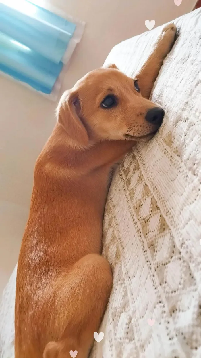 Cachorro ra a SRD-ViraLata idade 1 ano nome Mamãe 