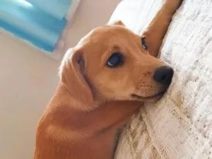 Cachorro raça SRD-ViraLata idade 1 ano nome Mamãe 