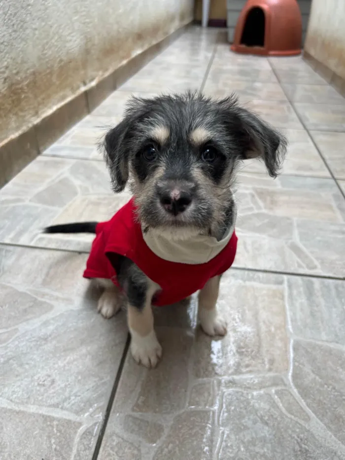 Cachorro ra a SRD-ViraLata idade 2 a 6 meses nome Vagabundo