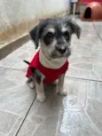 Vagabundo