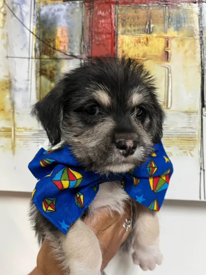 Cachorro ra a SRD-ViraLata idade 2 a 6 meses nome Vagabundo