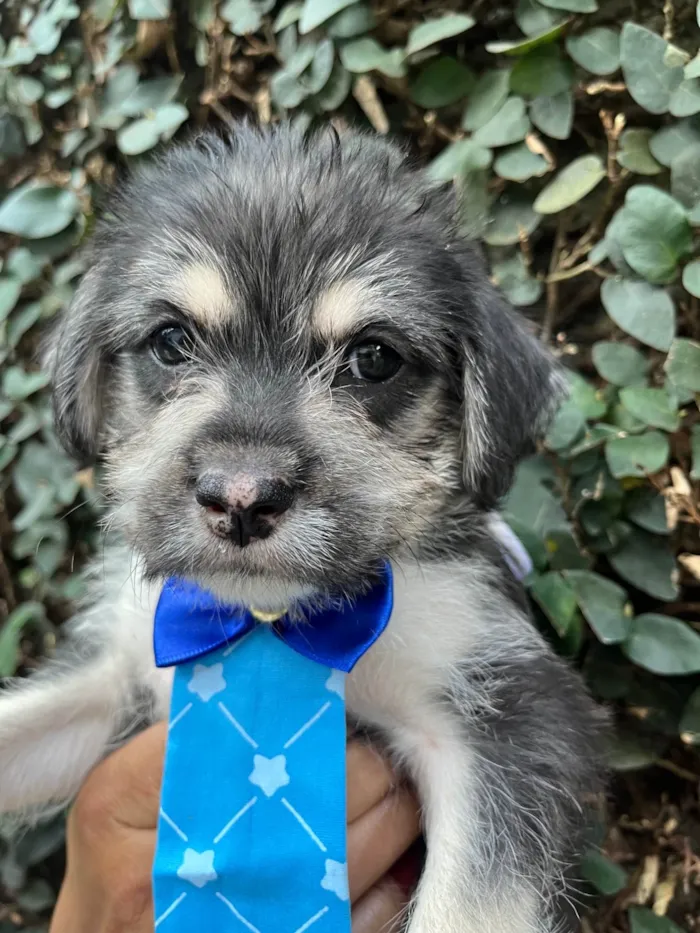 Cachorro ra a SRD-ViraLata idade 2 a 6 meses nome Vagabundo