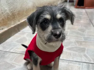 Cachorro raça SRD-ViraLata idade 2 a 6 meses nome Vagabundo