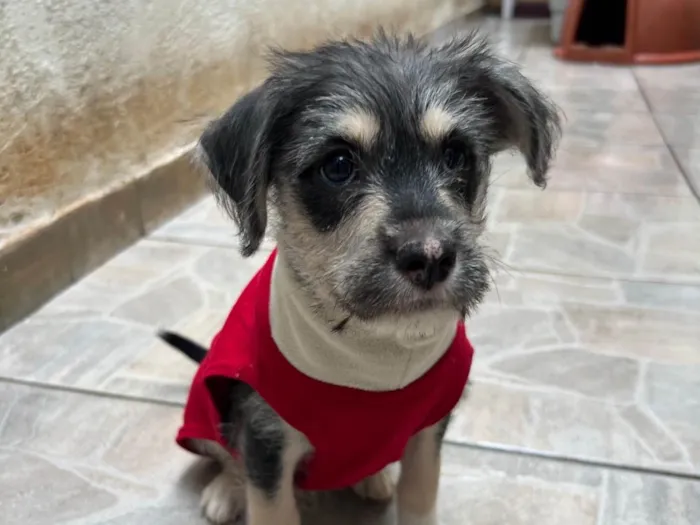 Cachorro ra a SRD-ViraLata idade 2 a 6 meses nome Vagabundo