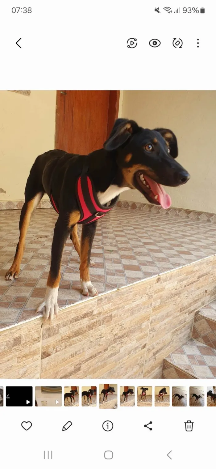 Cachorro ra a SRD-ViraLata idade 1 ano nome FILOMENA 