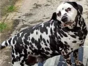 Cachorro raça Dálmata idade 6 ou mais anos nome Leia 