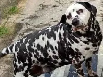 Cachorro ra a Dálmata idade 6 ou mais anos nome Leia 