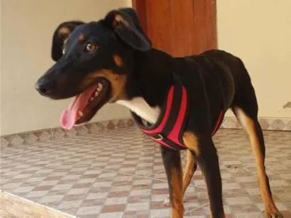 Cachorro raça SRD-ViraLata idade 1 ano nome FILOMENA 