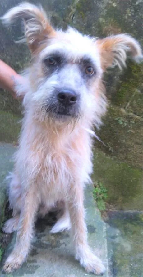 Cachorro ra a SRD-ViraLata idade 7 a 11 meses nome Brasinha