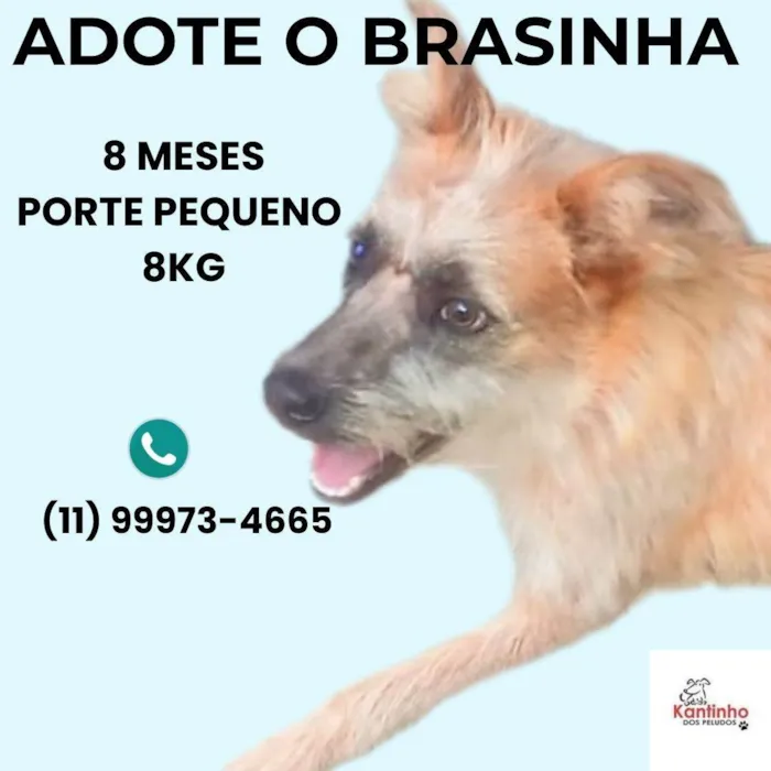 Cachorro ra a SRD-ViraLata idade 7 a 11 meses nome Brasinha