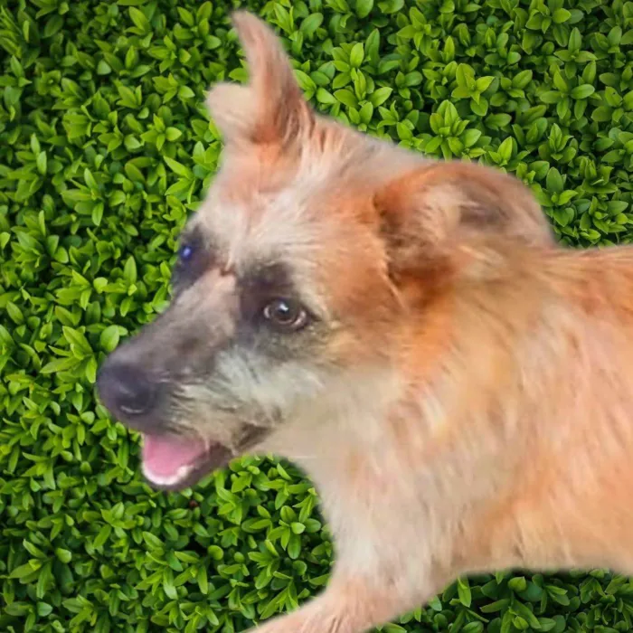 Cachorro ra a SRD-ViraLata idade 7 a 11 meses nome Brasinha