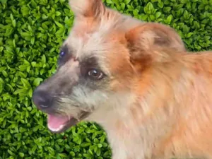 Cachorro raça SRD-ViraLata idade 7 a 11 meses nome Brasinha