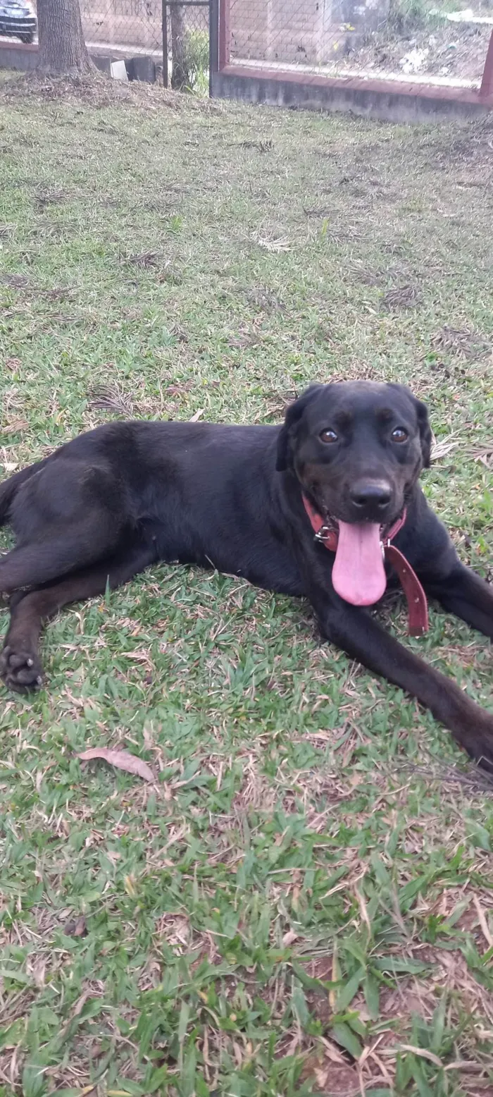 Cachorro ra a Labrador idade 6 ou mais anos nome Deca