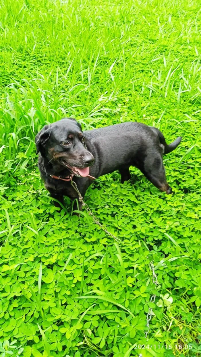 Cachorro ra a Labrador idade 6 ou mais anos nome Deca