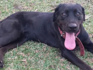 Cachorro raça Labrador idade 6 ou mais anos nome Deca